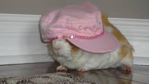 For a collection of 20 adorable animals in hats, click on this article. Animals With Hats Cool Hats