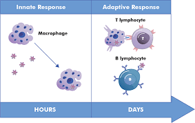 Immunology Research Innate And Adaptive Response
