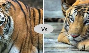 What is the average size of a siberian tiger? Siberian Tiger Vs Bengal Tiger Fight Comparison Who Will Win