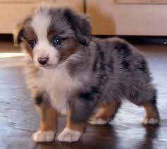 Pin By Terry Mayfield On For Piper Australian Shepherd Puppies Toy Australian Shepherd Australian Shepherd Dogs