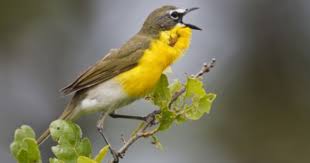 Black Bird With Yellow Breast Texas Yellow Breasted Chat Singing On Breeding Territory Central Texas Usa Photographic Print Larry Ditto Art Com Breeds Beautiful Birds Central Texas