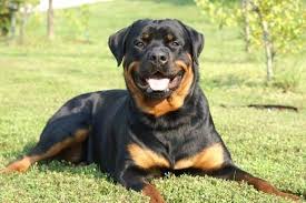 Submitted 8 years ago by irawwwr. The German Rottweiler And American Rottweiler Explored
