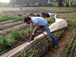 While you will be able to view the content of this page in your. Rockin The Row Cover Protecting Spring Crops Milkwood Permaculture Courses Skills Stories