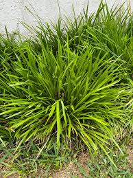 Image result for Lily Turf