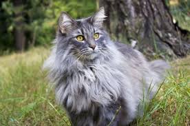 norwegische waldkatze norwegische waldkatze waldkatze norweger katze