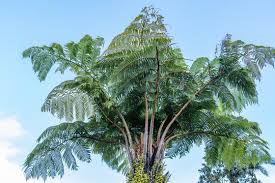 Image result for Cyatheaceae