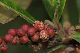 福星花園 水楊梅 raspberry strawberry red peppercorn