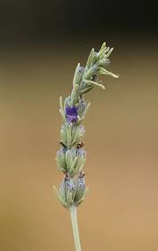Image result for Commelina latifolia