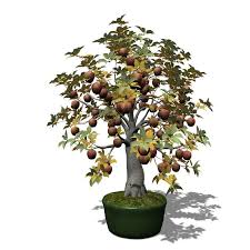 Xfrogplants Bonsai Apple Tree 3d Model Ad Bonsai Xfrogplants Apple Model Bonsai Apple Tree Apple Tree Bonsai