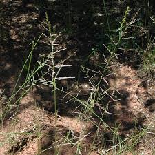 Image result for Sporobolus agrostoides