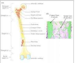 Used figure 6.2 in book. Bone Tissue Compartments A Scheme Of A Typical Long Bone Shows The Download Scientific Diagram