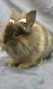 56 Rylee Bunnies Ideas Baby Bunnies Cute Animals Cute Bunny
