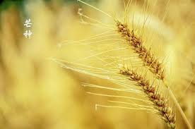 It more often refers in particular to the day when the sun is. å²æ—¶èŠ‚æ—¥ èŠ'ç§ ä»²å¤å‰²éº¦å¿™æ'­ç§§ è¶å–é'æ¢…ç…®é…'æ—¶ å‡¤å‡°ç½'