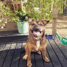 Finding healthy french bulldog pug mix for sale. French Bulldog Rottweiler Mix Puppies For Sale Pets Lovers