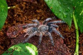 Maybe you would like to learn more about one of these? Stripe Knee Tarantula Care Complete Guide Snaketracks Com