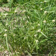Image result for Kyllinga erecta