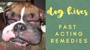 Food allergies & hypoallergenic diets in bulldogs. Dog With Hives Fast Acting Remedies Youtube