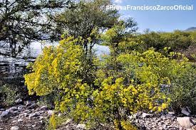 La gobernadora es una planta frecuente en los desiertos de norteamérica, como en méxico y en la zona septentrional del desierto de chihuahua. La Gobernadora Planta Que Presa Francisco Zarco Oficial Facebook