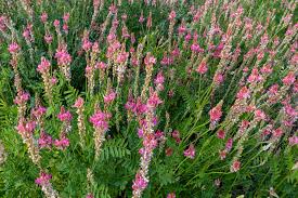 Image result for Indigofera