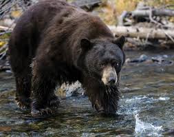 Discover lake tahoe, california ski resort that is one of the most unique snow sports destinations on the planet. A Lake Tahoe Tourist Shot A Bear Inside His Vacation Rental Some Say The Bear Is Not To Blame