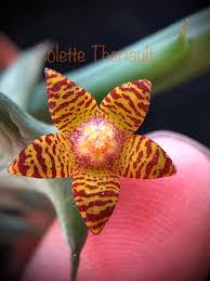 Image result for Behniaceae