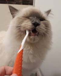 Like humans, brushing will not only prevent plaque and tartar formation; Cattycorner Brush Your Cat S Teeth International Tech News