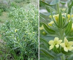 Image result for Justicia lithospermoides