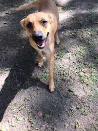 Gente necesito ayuda para mi viejita de 16 años ya no le queda mucho de  vida y debe tomar sus remedios y su comida especial además debo al  veterinario su operación del