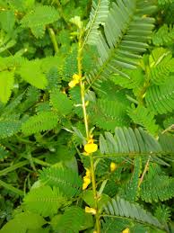 Image result for Chamaecrista wittei