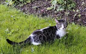 Gallon) at walmart and save. Repel Cats Naturally From Yard Garden Everyday Cheapskate