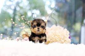 Some of the tiniest, most beautiful teacup yorkie puppies in the world! Teacup Yorkie Puppy For Sale Buy Teacup Yorkie Puppies Online