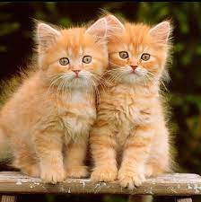 There are 12675 kittens orange for sale on etsy, and they cost $18.20 on average. Kitten Season What To Do If You Find Kittens Cattime In 2021 Tabby Kitten Orange Orange Kittens Cute Baby Cats
