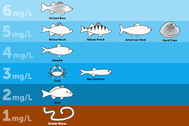 Dissolved oxygen in a stream may vary from 0 mg/l to 18 mg/l. Dissolved Oxygen Chesapeake Bay Program