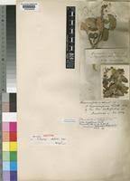 Image result for Haplocoelum