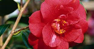 Camellia sasanqua plant with white blooms. 6 Common Camellia Species You Will Find In Australian Gardens Homes To Love