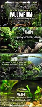 Paludarium Complete Care Guide How To Build Reptile Terrarium Diy Aquarium Beautiful Terrariums