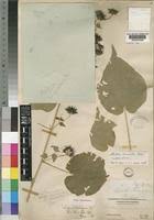 Image result for Abutilon lauraster