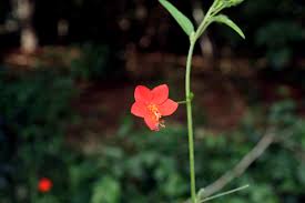 Image result for Hibiscus migeodii