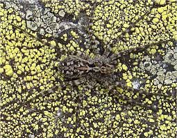 Giftigste spinne der welt biss / nosferatu spinne erstmals in bremen entdeckt nabu erklart was hinter der giftigen krauseljagdspinne steckt / giftigste spinne der welt in deutschland aufgetaucht. List Of German Names For The Spiders Of Germany Araneae