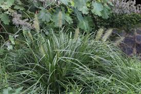 Image result for Cenchrus polystachios