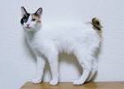 Japanese Bobtail Kittens for Sale - Adoptapet
