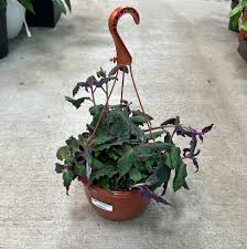 Image result for Gynura