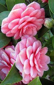 Pin On Magic Flowers 2