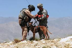 Military on tuesday denied reports in the wake of its departure from afghanistan that it had left working dogs behind at the airport in kabul, or that it had abandoned dogs in cages. Afghanistan Dogs Of War The Atlantic