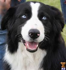 Australian Shepherd Black And White Dog With Blue Eyes Blue Eyed Black Bi Puppies With Blue Eyes Aussie Puppies Australian Shepherd Dogs