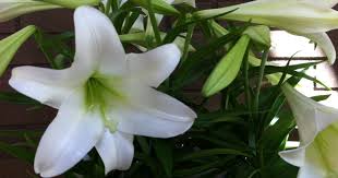 The city of lake forest park had a population of 13,881 as of july 1, 2020. Shoreline Lake Forest Park Obituaries Shoreline Lake Forest Park Wa Patch