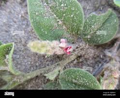 Image result for Indigofera flavicans