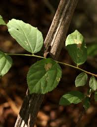 Image result for Grewia flavescens