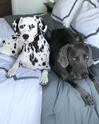 Dalmatian puppies for sale in texas select a breed. Dalmatian Benebone Blog