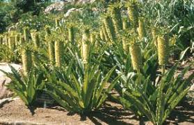 Image result for Eucomis autumnalis